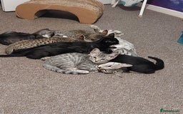 Savannah cats for sale: Playful Savannah F5 Mix Kittens for Loving Homes - Image 21