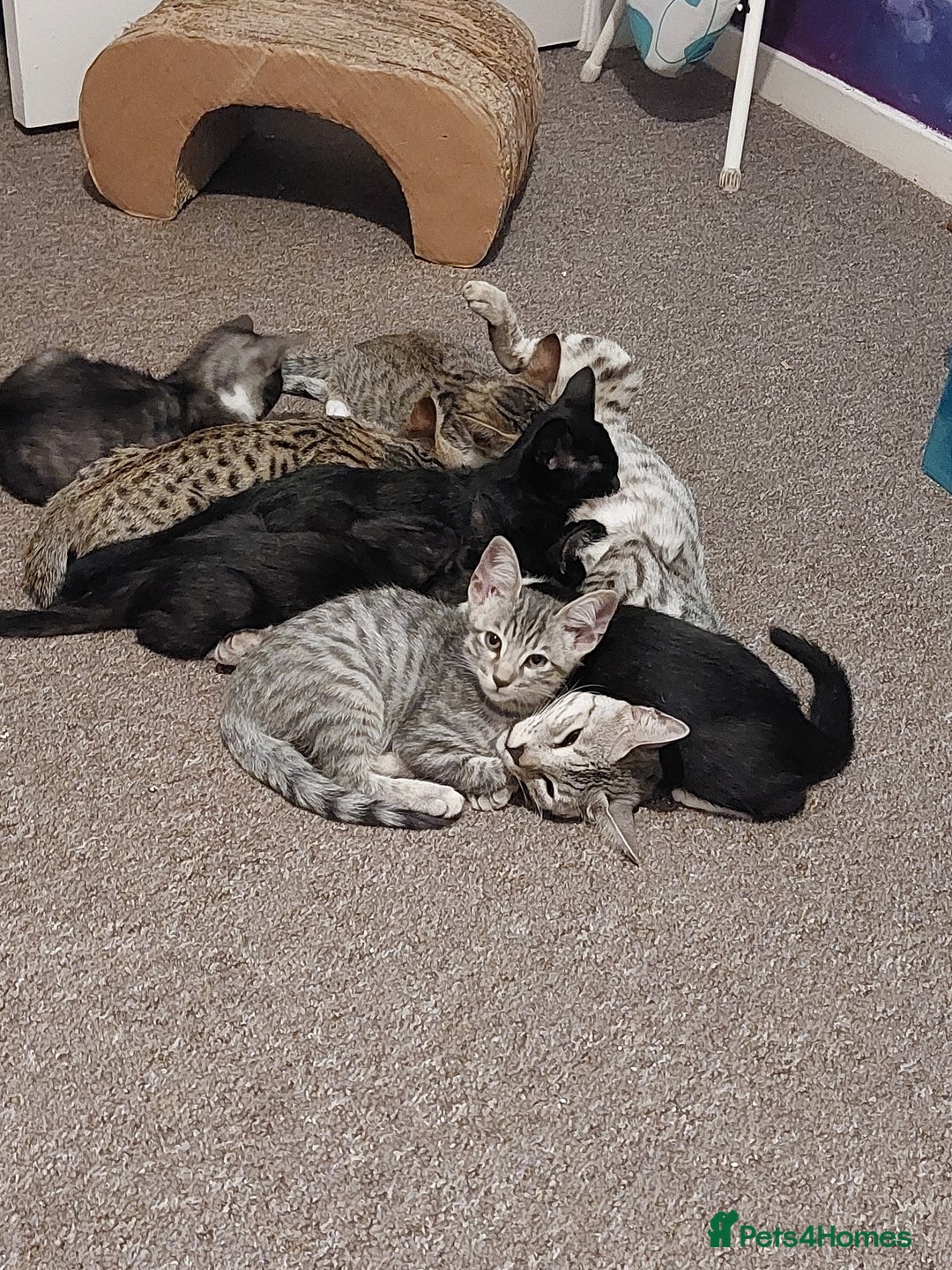 Savannah cats for sale: Playful Savannah F5 Mix Kittens for Loving Homes - Image 21
