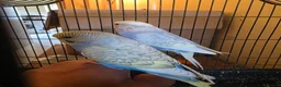 Budgerigars birds for sale: Hand tamed baby budgies for sale  - Advert 7