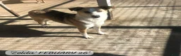 Mixed Breed dogs for adoption: Zelda, 3 yrs old approx. Available for adoption. in Brixham - Advert 16