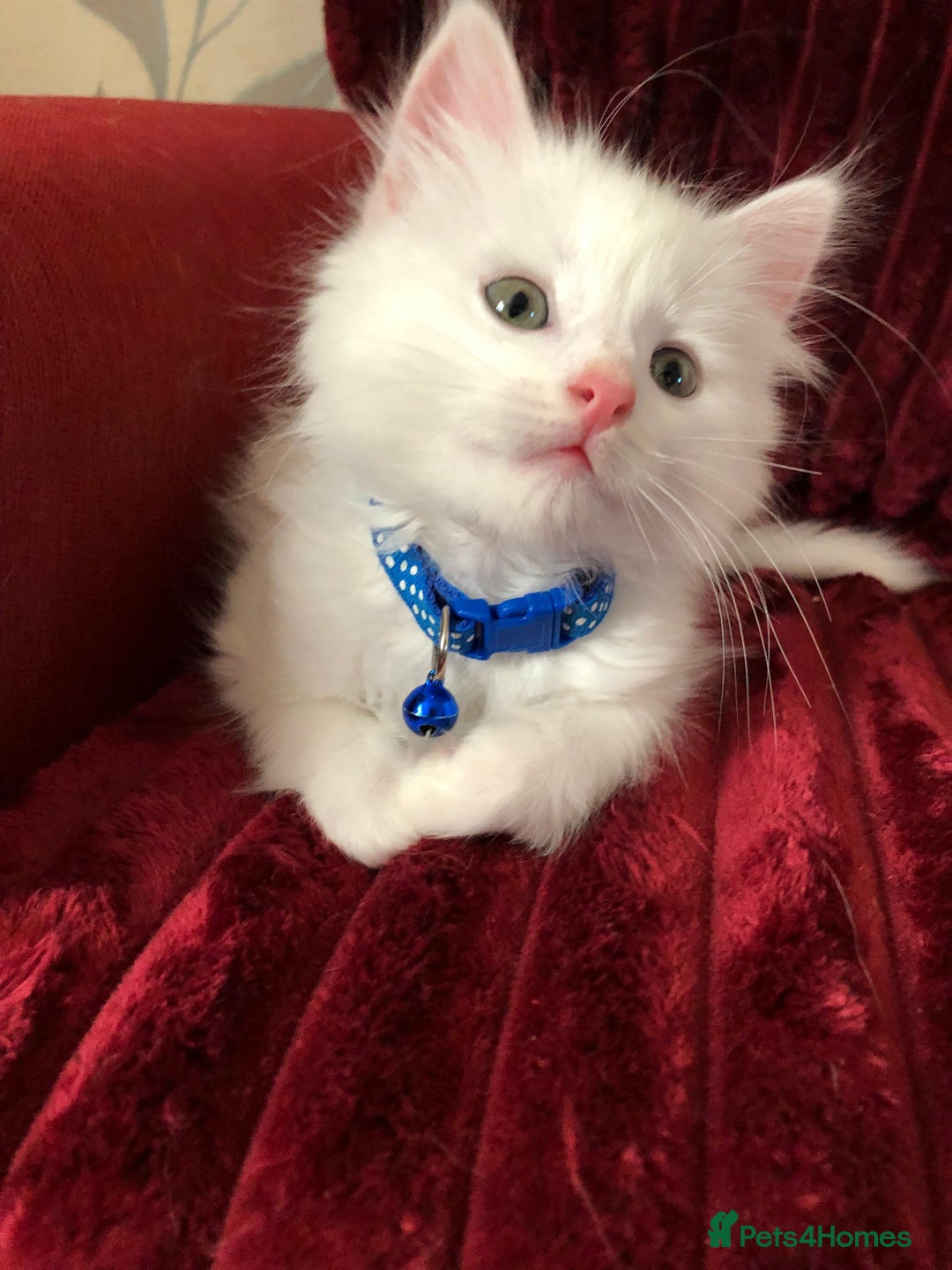 Mixed Breed cats for sale: Black / Brown And White Kittens - Advert 4