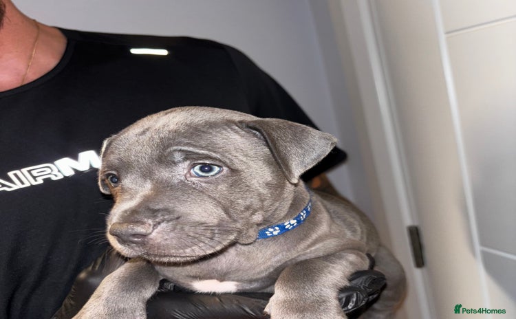 Staffordshire Bull Terrier dogs - Advert 3