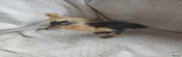 Mixed Breed birds for sale: Pure Indian runner ducklings 🐥  in Cirencester - Advert 8
