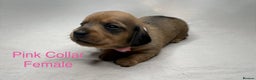 Miniature Dachshund dogs for sale: Miniature Dachshund Puppies💕 - Advert 23
