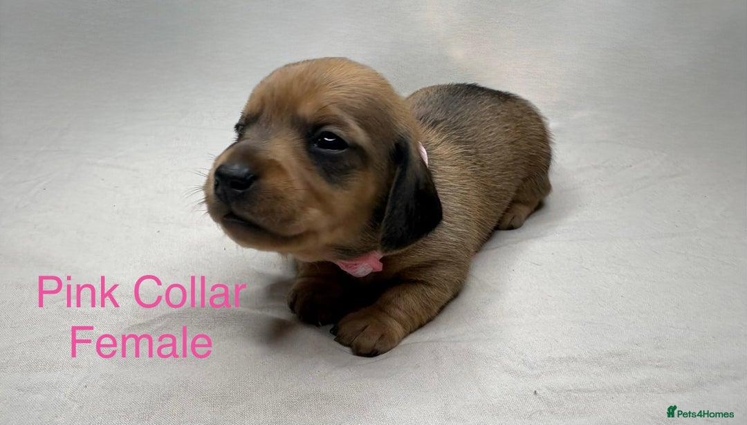 Miniature Dachshund dogs for sale: Miniature Dachshund Puppies💕 - Advert 23