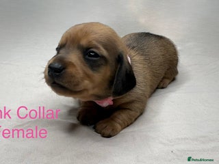 Miniature Dachshund dogs Miniature Dachshund Puppies💕 - Advert 18