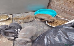 French Lop rabbits for sale: Giant lops beautiful example  - Image 5