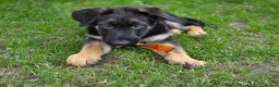 German Shepherd dogs for sale: Dolly and Toby - Advert 2