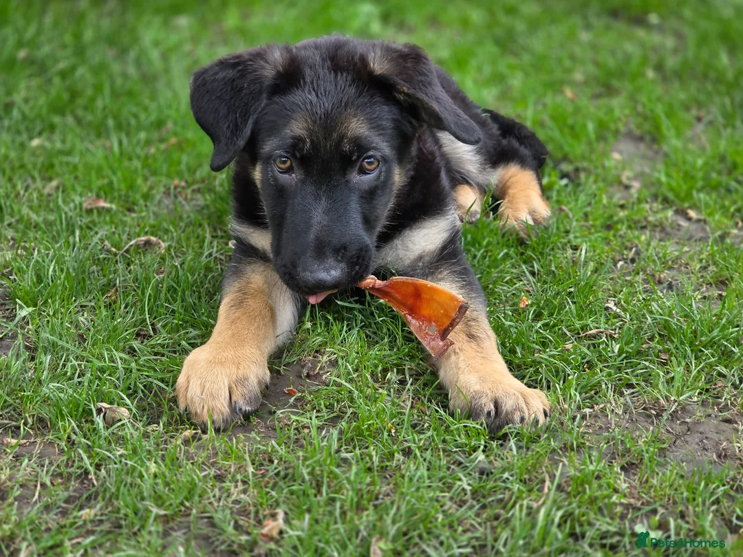 German Shepherd dogs for sale: Dolly and Toby - Advert 2