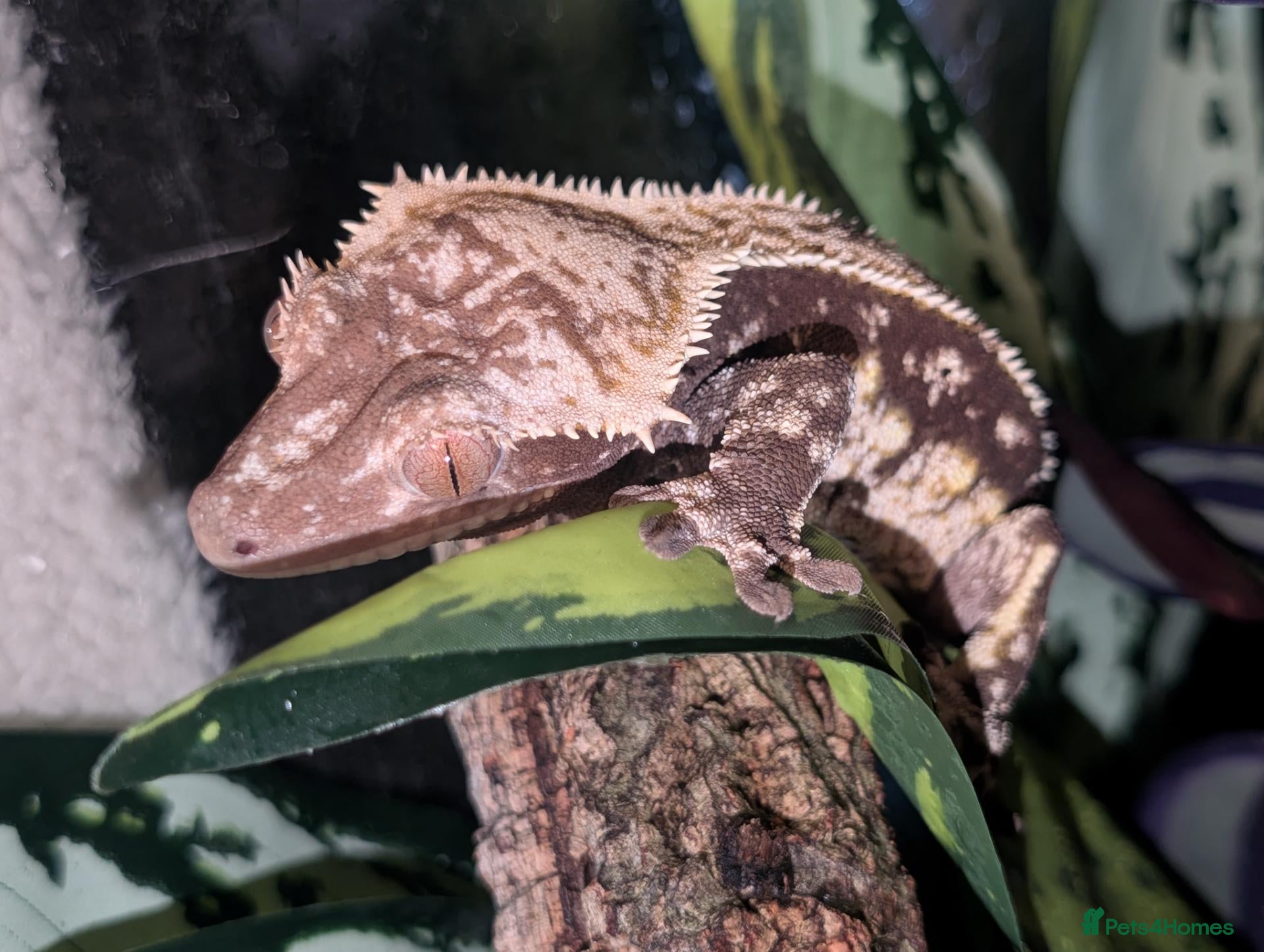Mixed Breed reptiles Various reptiles looking for new homes  - Advert 6