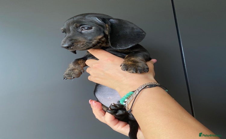 Dachshund dogs - Advert 1