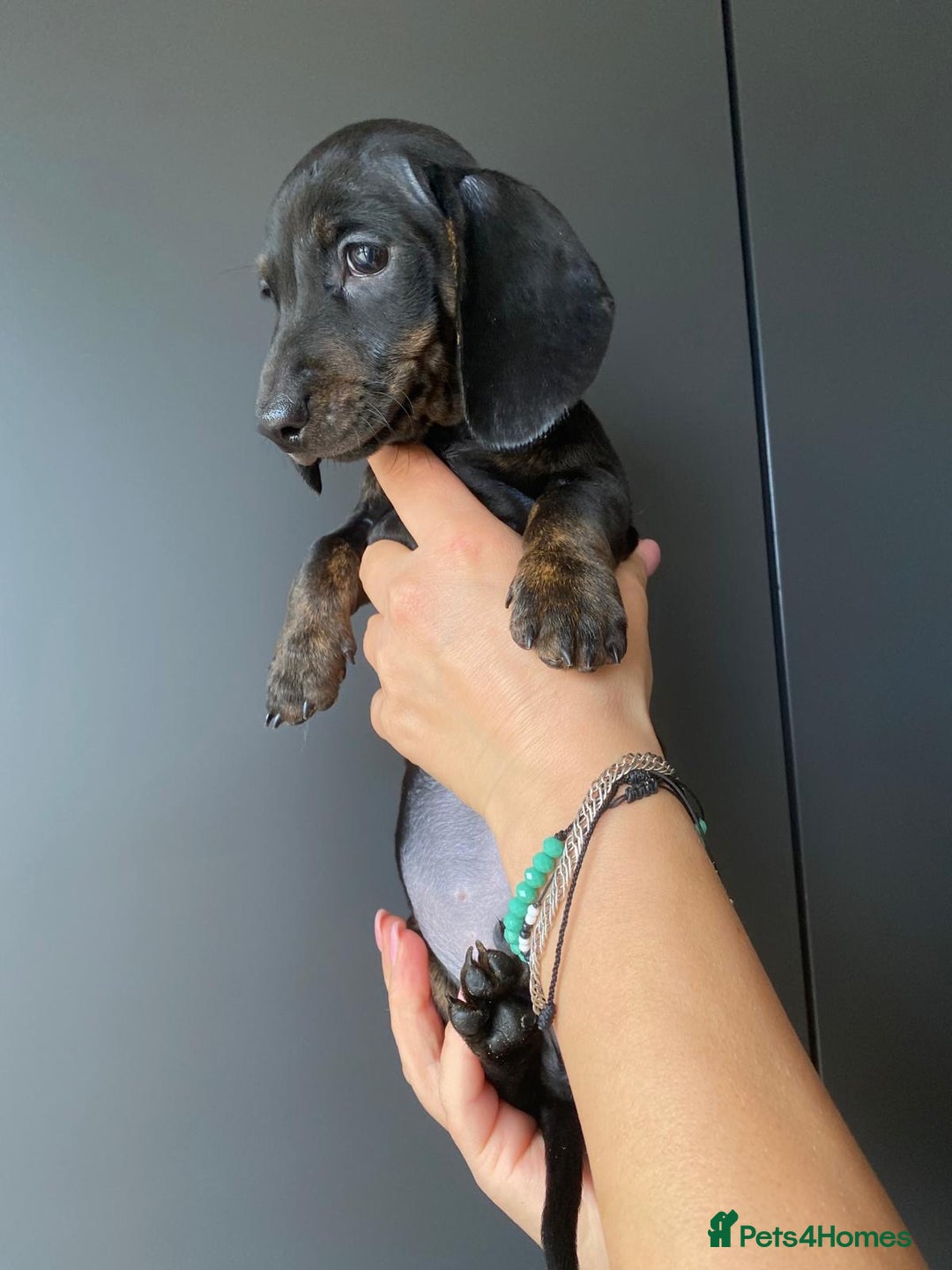 Dachshund dogs for sale: Miniature dachshund puppies - Image 1