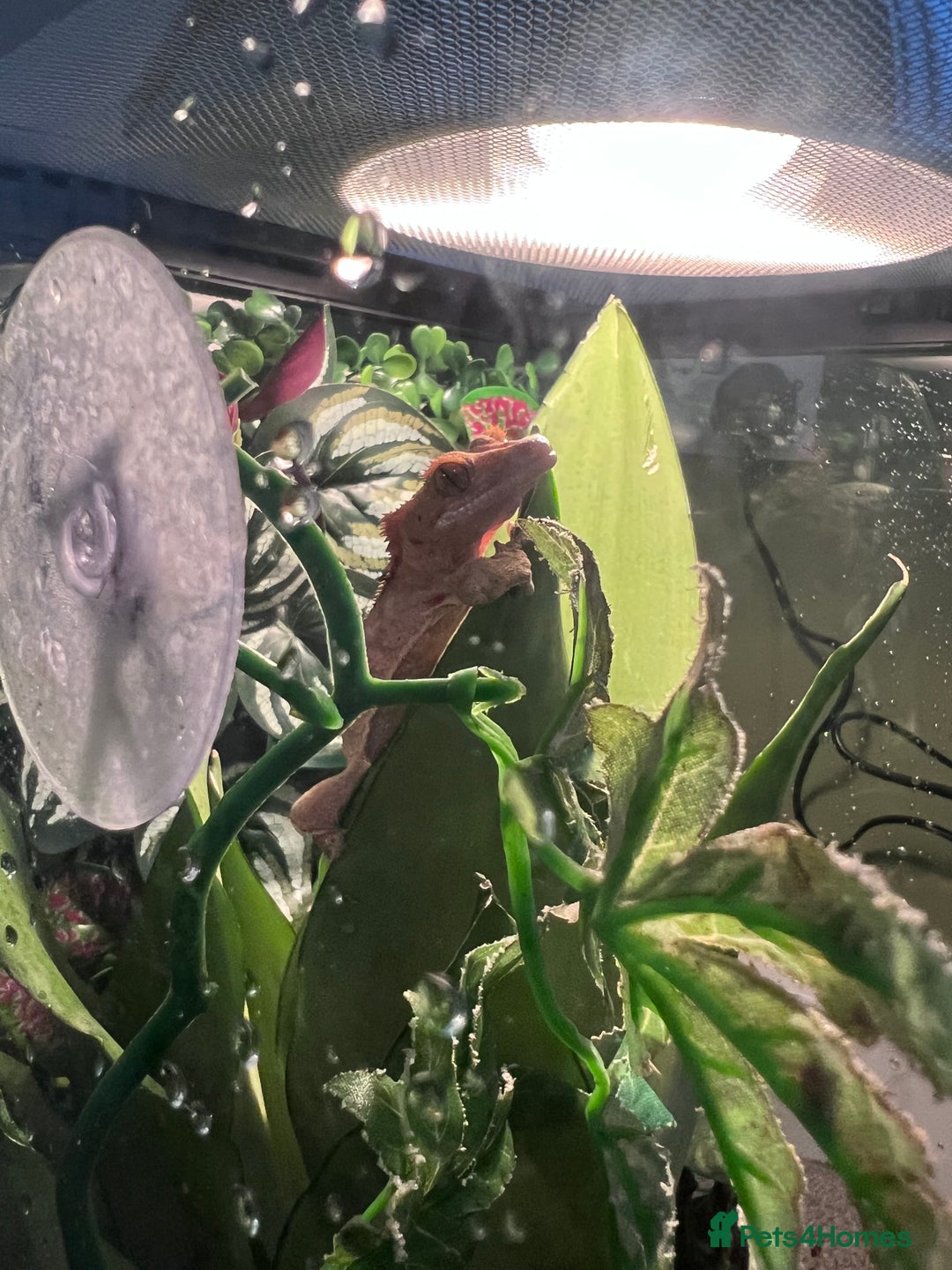 Gecko reptiles for sale: 2 baby crested geckos - Image 4