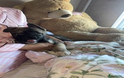 Siberian Husky dogs for sale: Siberian husky puppies  - Image 9