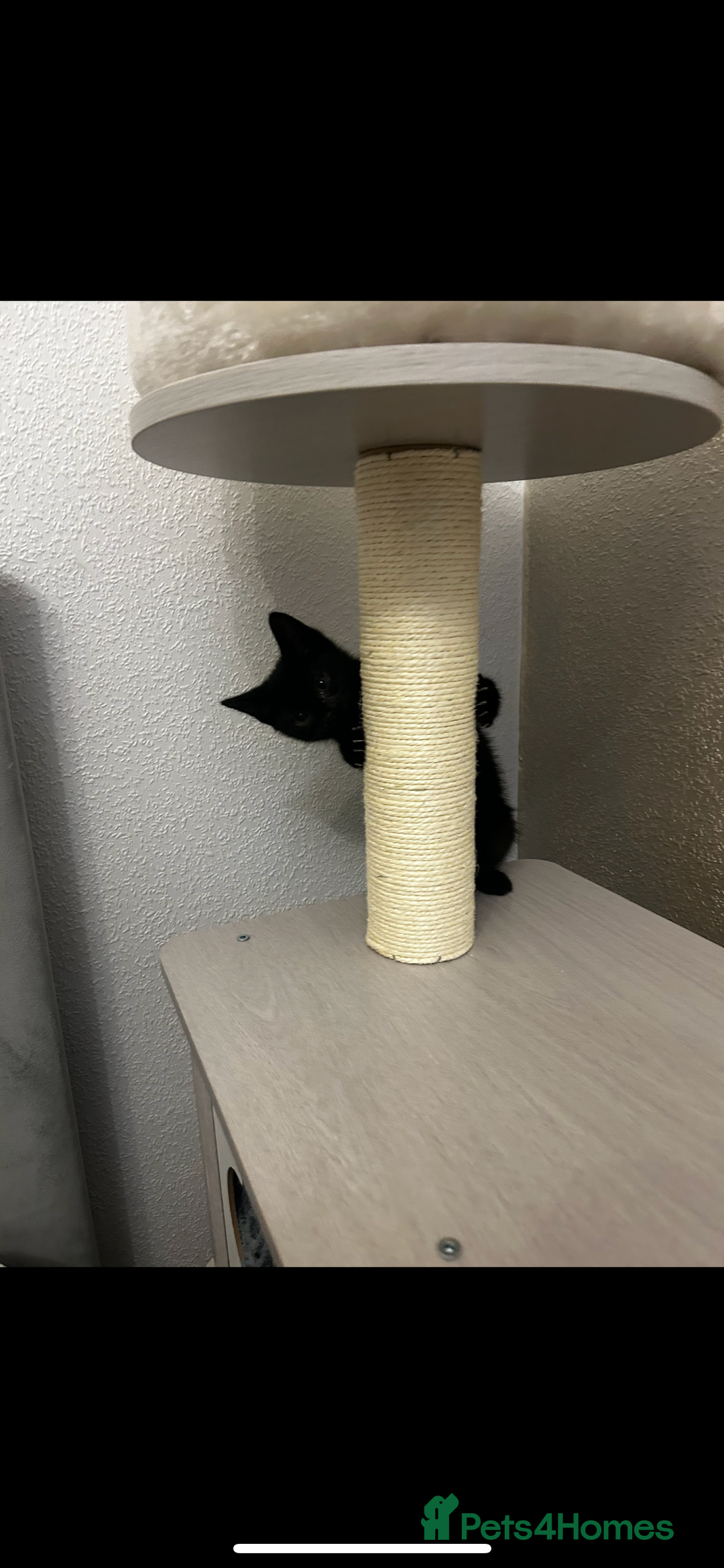 Bombay cats for sale: Adorable male kitten  - Advert 2