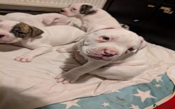 American Bulldog dogs for sale: Johnson American bulldog pups (ready to leave)  - Image 12