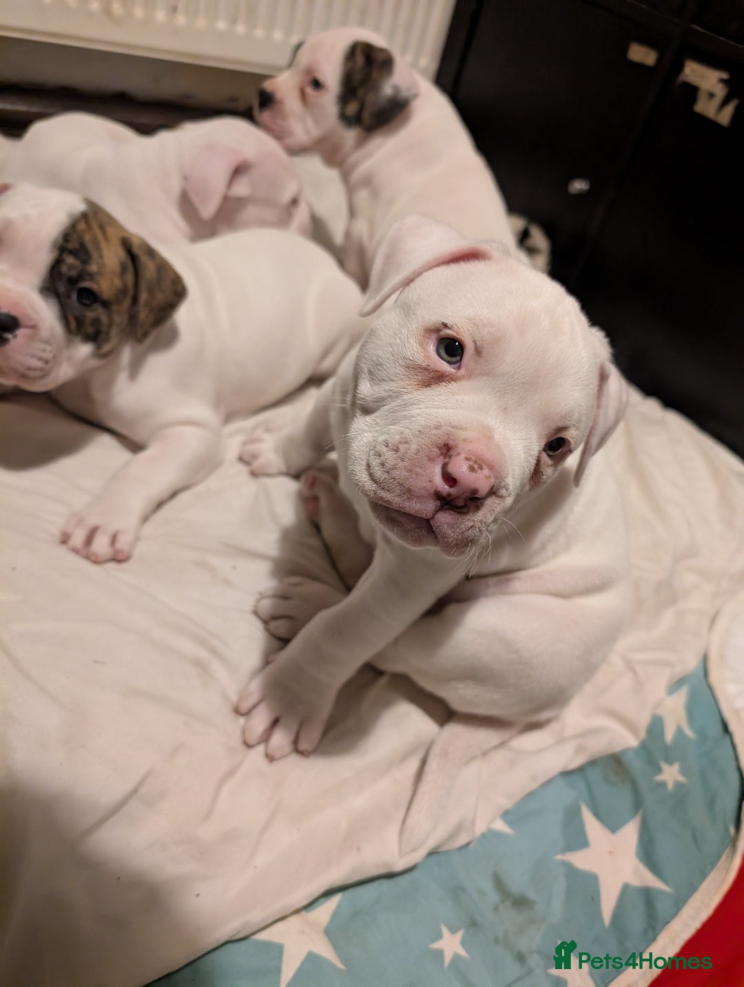 American Bulldog dogs for sale: Johnson American bulldog pups (ready to leave)  - Image 12
