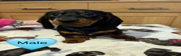 Miniature Dachshund dogs for sale: Stunning Black and Tan smooth fur dachshund pups - Advert 21