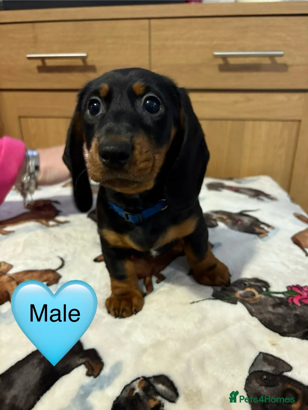 Miniature Dachshund dogs for sale: Stunning Black and Tan smooth fur dachshund pups - Advert 21