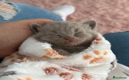 British Shorthair cats for sale: 3 lilac British Shorthair kittens for sale - Image 1