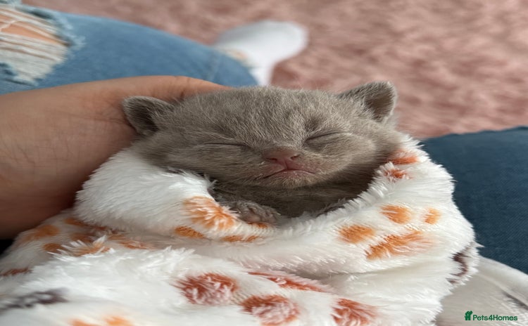 British Shorthair cats - Advert 2