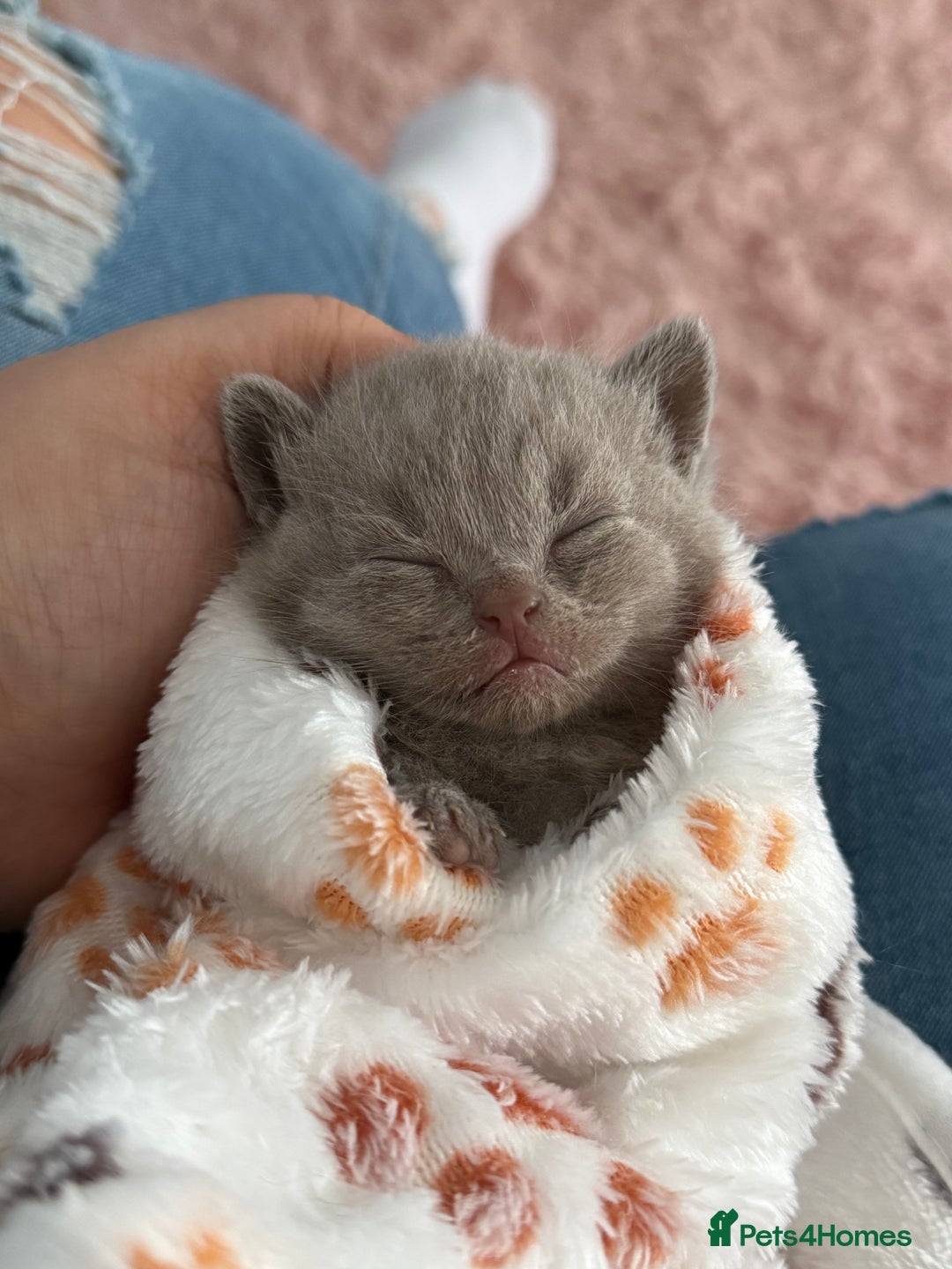 British Shorthair cats for sale: 3 lilac British Shorthair kittens for sale - Image 1