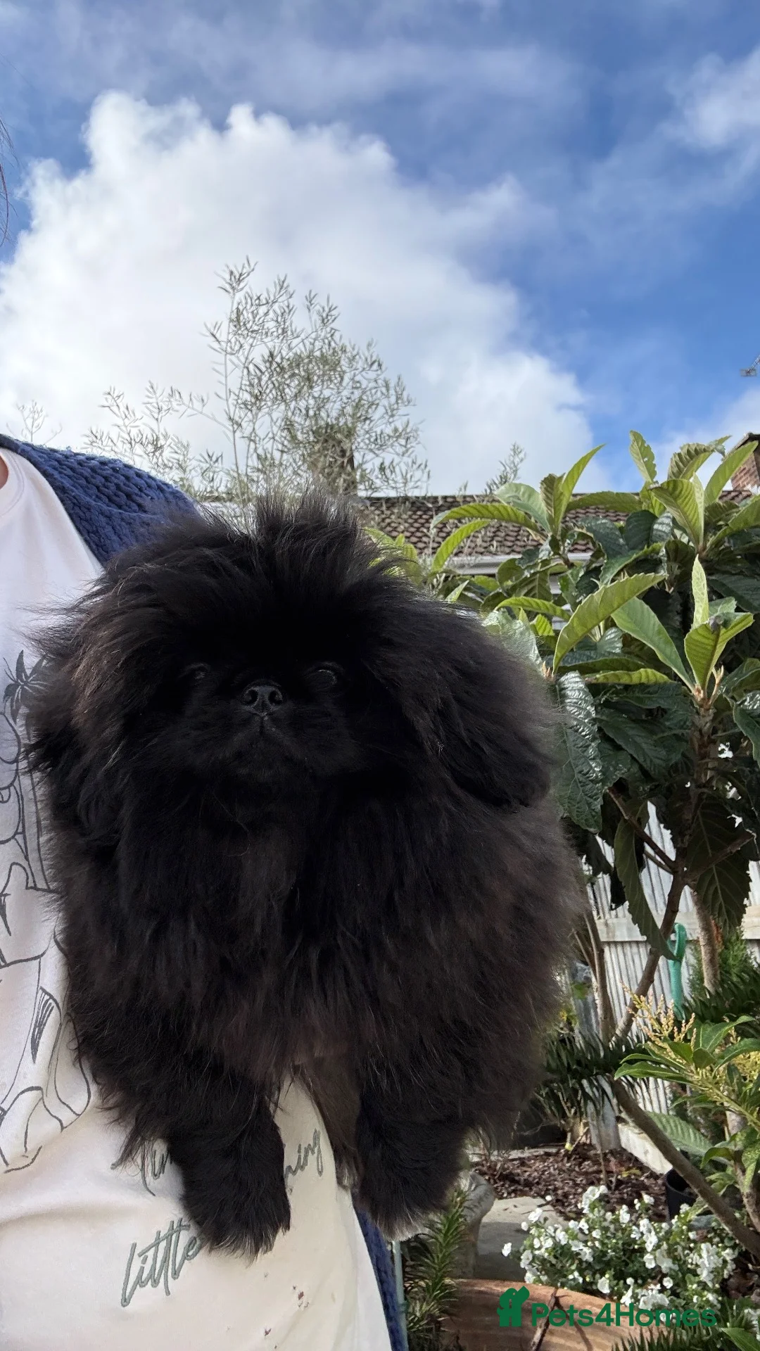 Pekingese dogs for sale: ♥️ ‘PRETTYPEKE’S’ ♥️ FEMALE ONLY♥️ - Advert 2