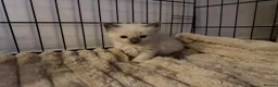 Ragdoll cats for sale: 🐾 Beautiful Ragdoll Kittens For Sale 🐾 - Advert 4