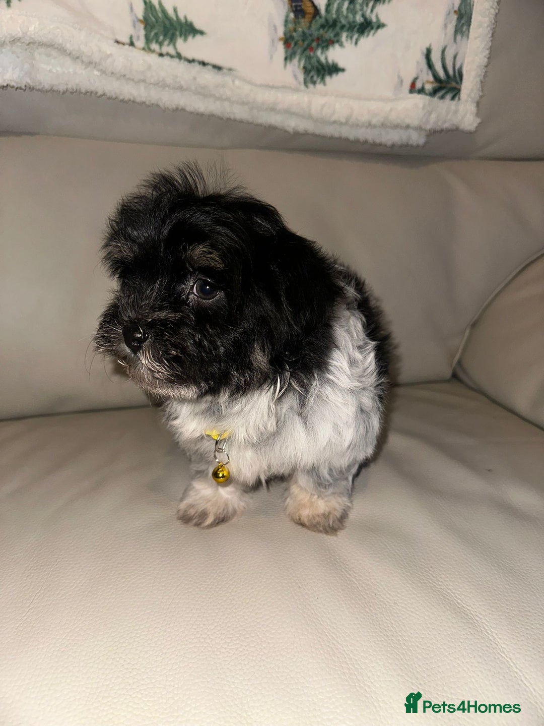Malshi dogs for sale: Maltese x shih tzu - Malshi puppies - Advert 7