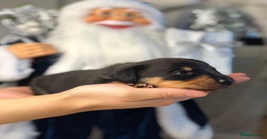 Miniature Dachshund dogs Ready to leave end of December🥰🐾 - Advert 7