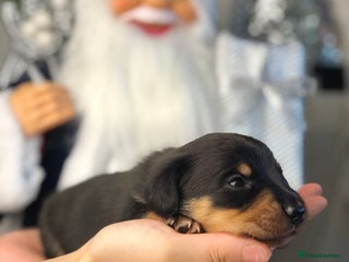 Miniature Dachshund dogs Smooth haired miniature dachshunds available🐶🐾🩷 - Advert 9