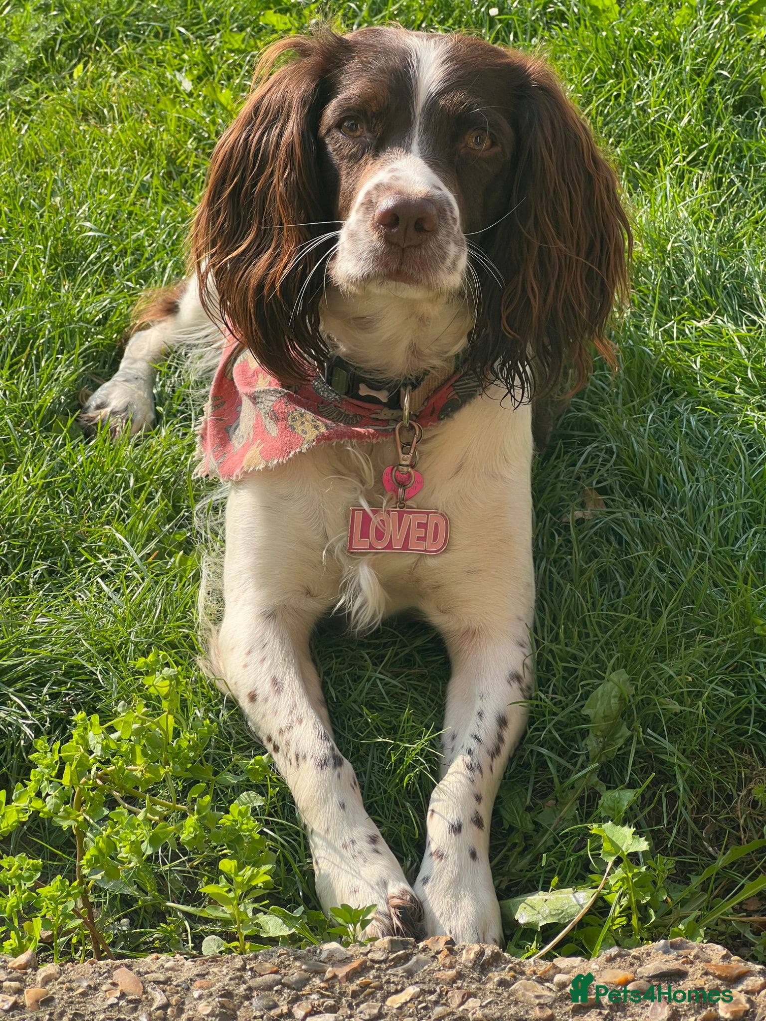 English Springer Spaniel dogs English Springer Spaniel Puppies - Advert 3