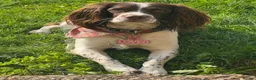 English Springer Spaniel dogs for sale: English Springer Spaniel Puppies in Basingstoke - Advert 1