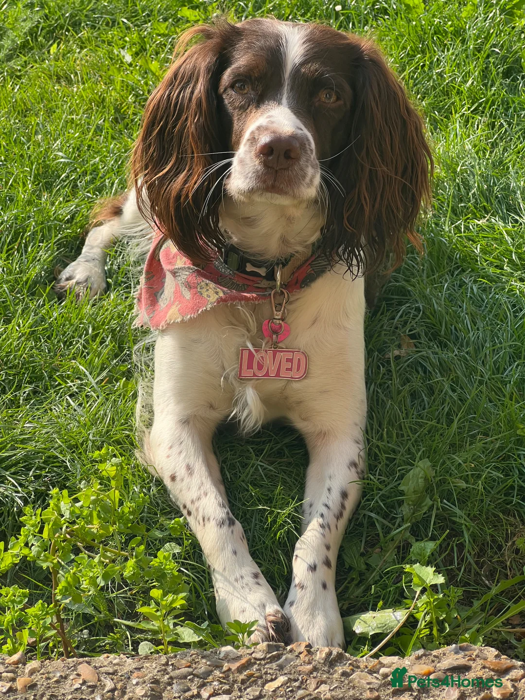 English Springer Spaniel dogs for sale: English Springer Spaniel Puppies in Basingstoke - Advert 1