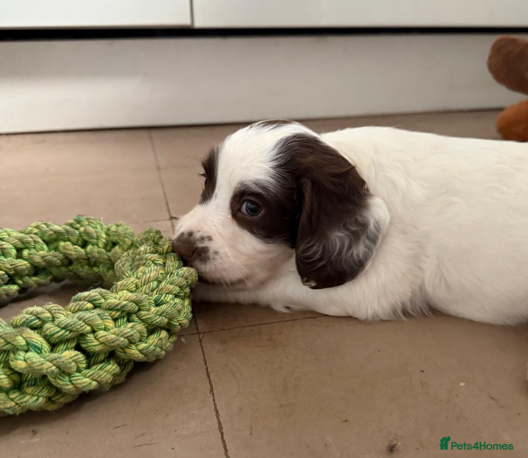 English Springer Spaniel dogs for sale: Calm, engaging Springer spaniel puppies. - Image 9