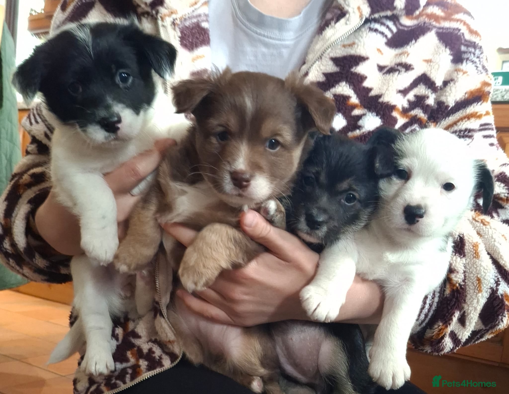 Jackapoo dogs Gorgeous little accidents! - Advert 1