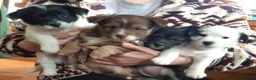 Jackapoo dogs for sale: Gorgeous little accidents! in Bacup - Advert 1