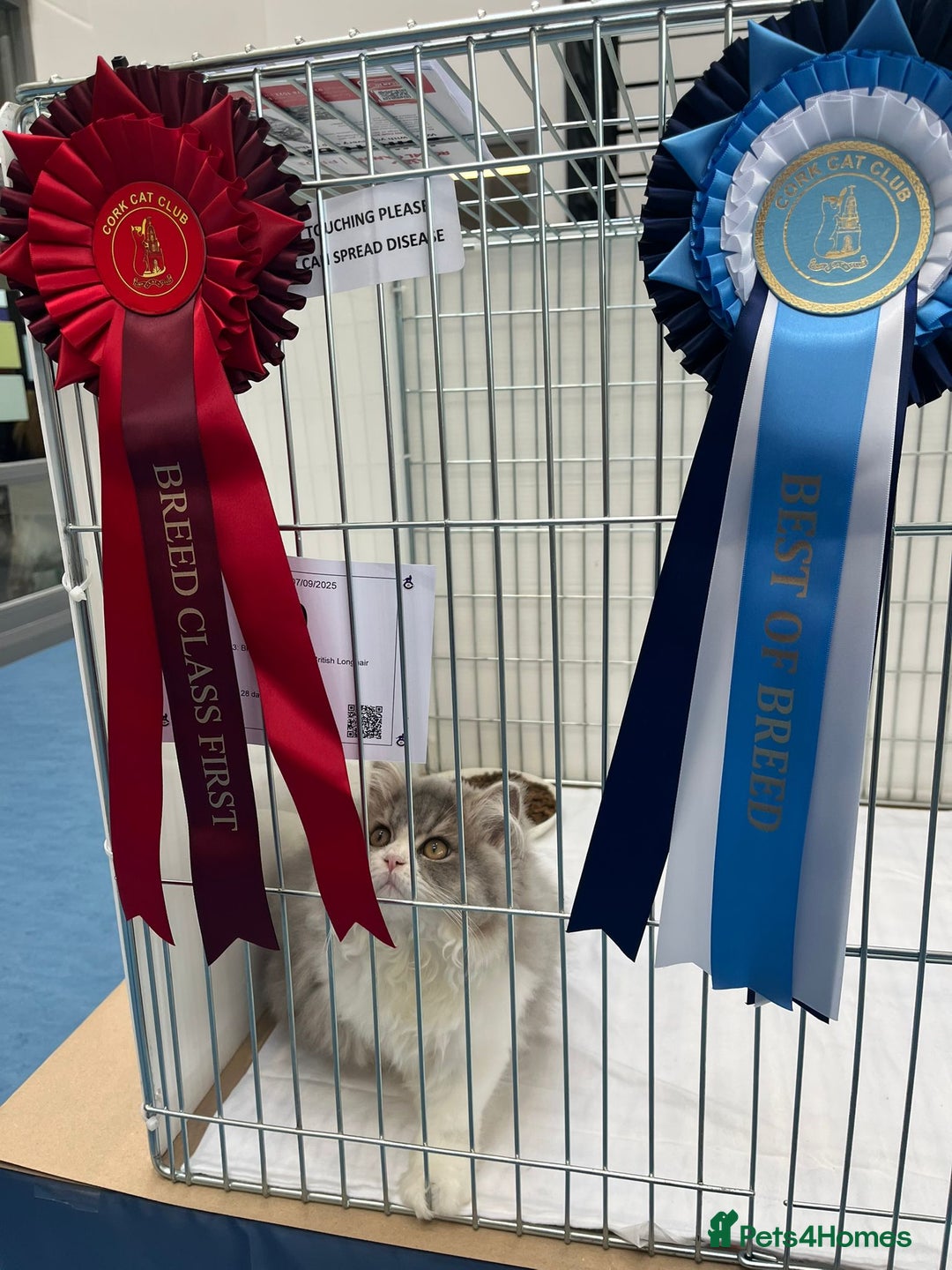 British Shorthair cats for sale: Purebred blue/White British Shorthair Kittens - Image 15