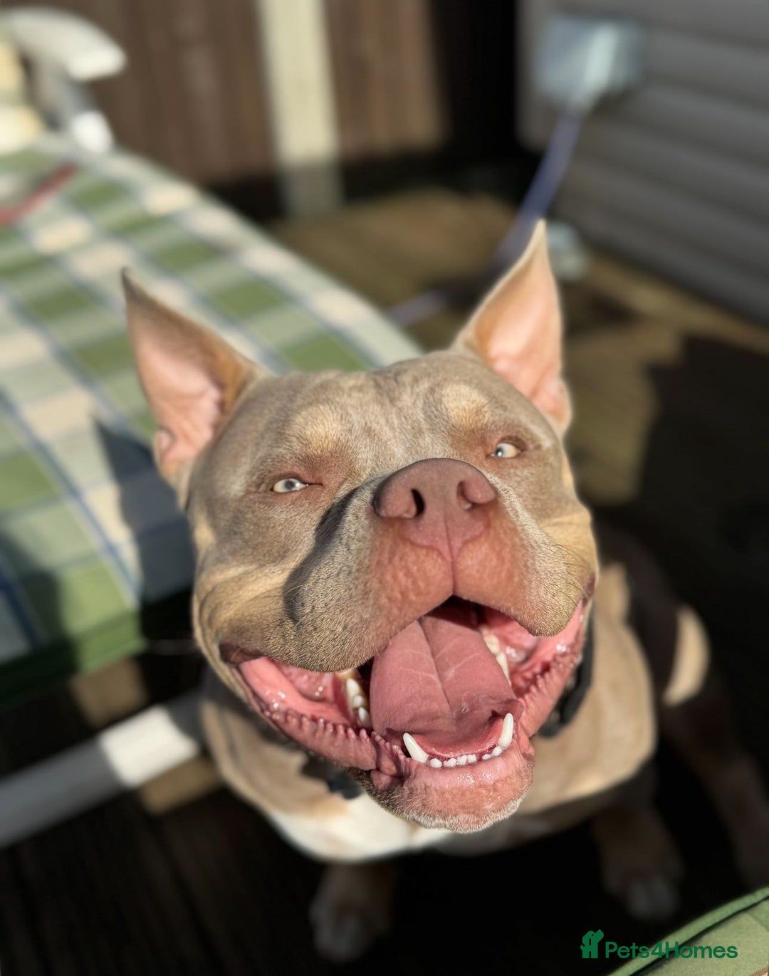 American Bully dogs for stud: 🖤BUGZY AMERICAN BULLY STUD🖤 - Image 7