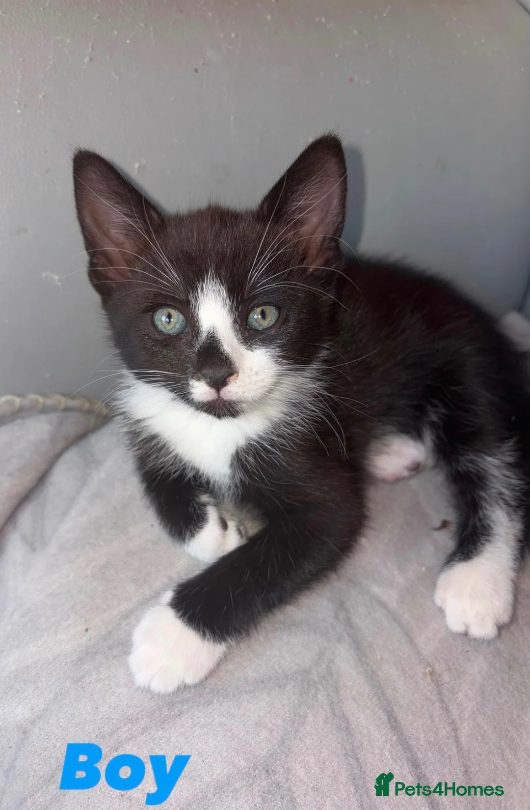 Mixed Breed cats for sale: 4x beautiful kittens looking for their foreverhome - Advert 5