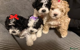 Mixed Breed dogs for sale: 4 little ones looking for a new home ❤️🩵💙 - Image 14