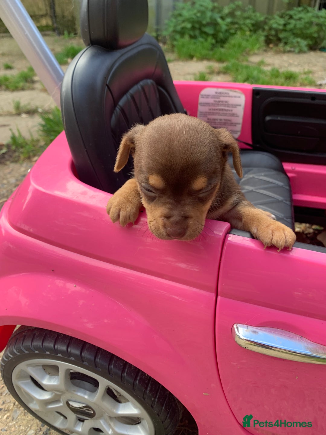 Mixed Breed dogs for sale: Stunning chihuahua x puppys - Image 9