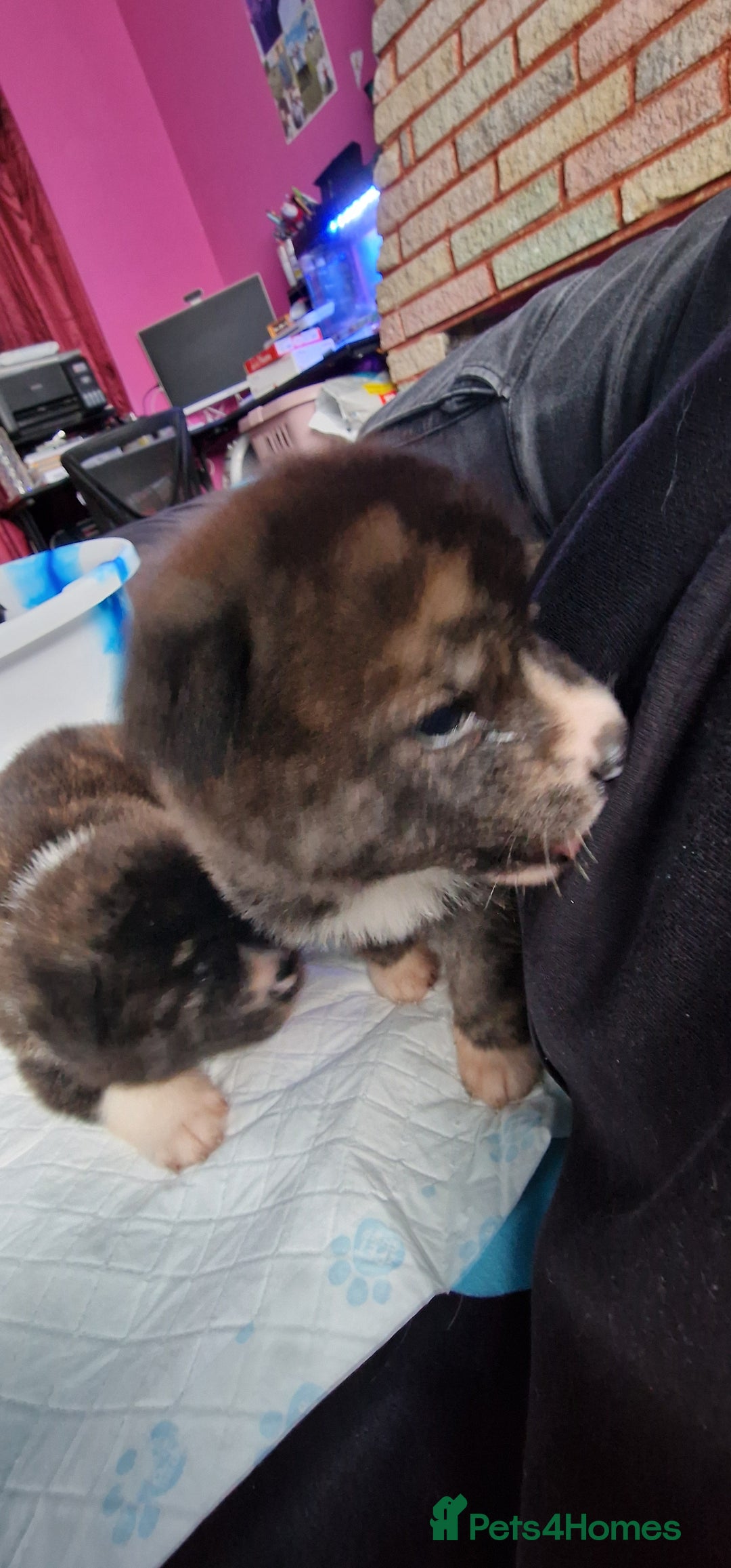 Akita dogs for sale: Akita Inu Japonese - Image 24