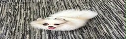 Pomeranian dogs for sale: Pomeranian Boy left Price Reduce! - Advert 9