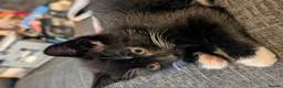 British Shorthair cats for sale: Rehoming our beloved 12 weeks old kittens - Advert 9