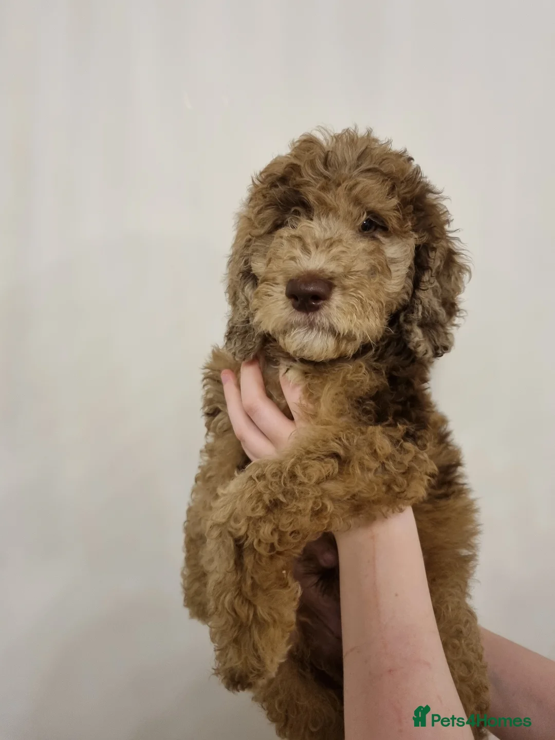 Mixed Breed dogs for sale: Goldendoodle x Irishdoodle puppies - Advert 17