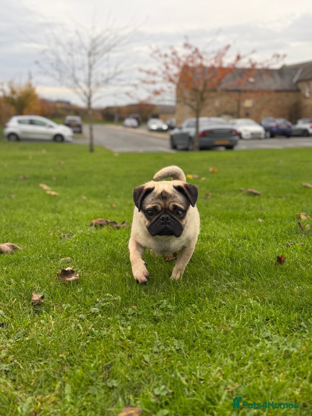 Pug dogs for sale: Bear, the Pug  - Advert 7