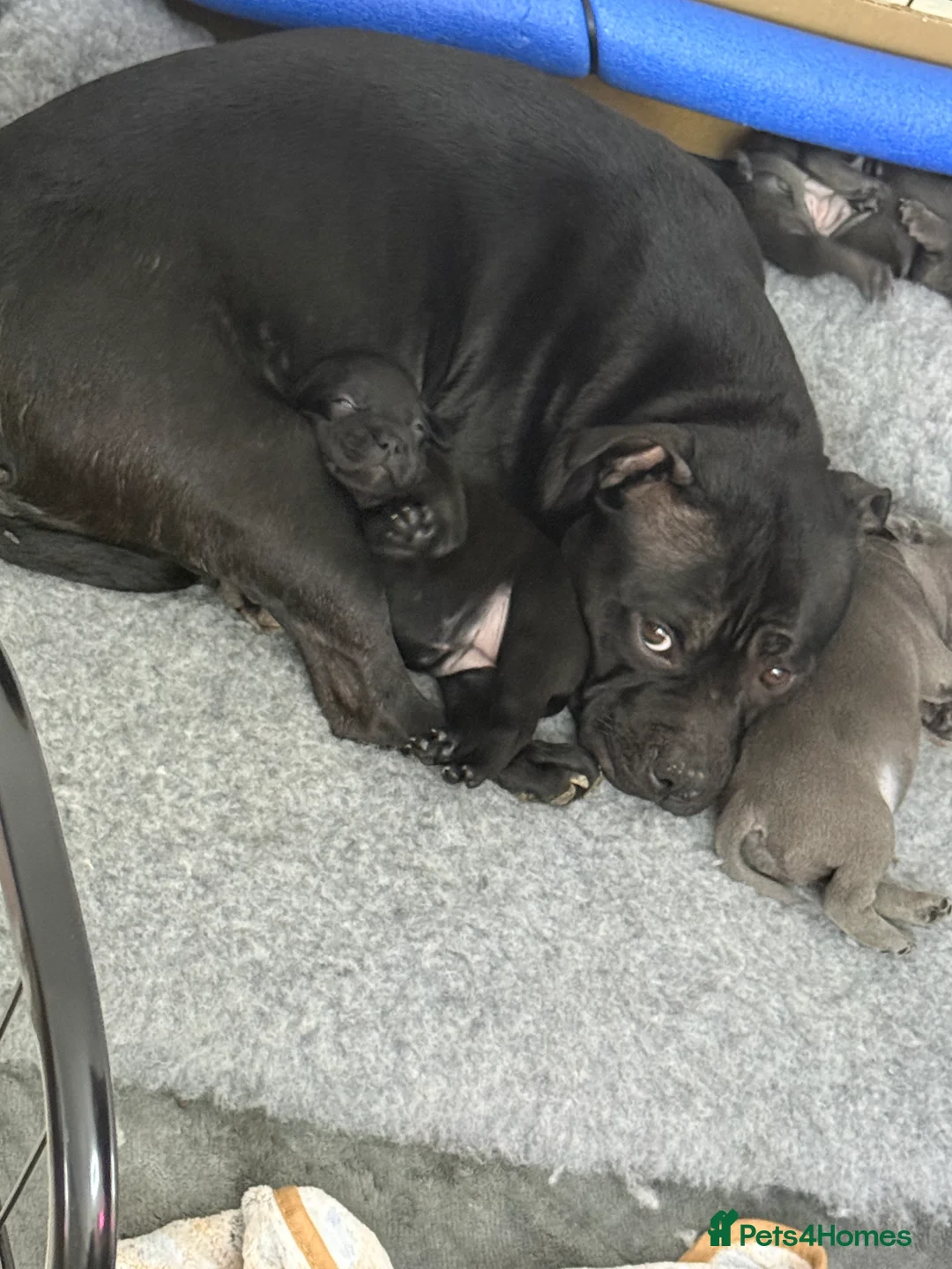 Staffordshire Bull Terrier dogs for sale: Pedigree Staffordshire bull terrier pups  - Advert 2