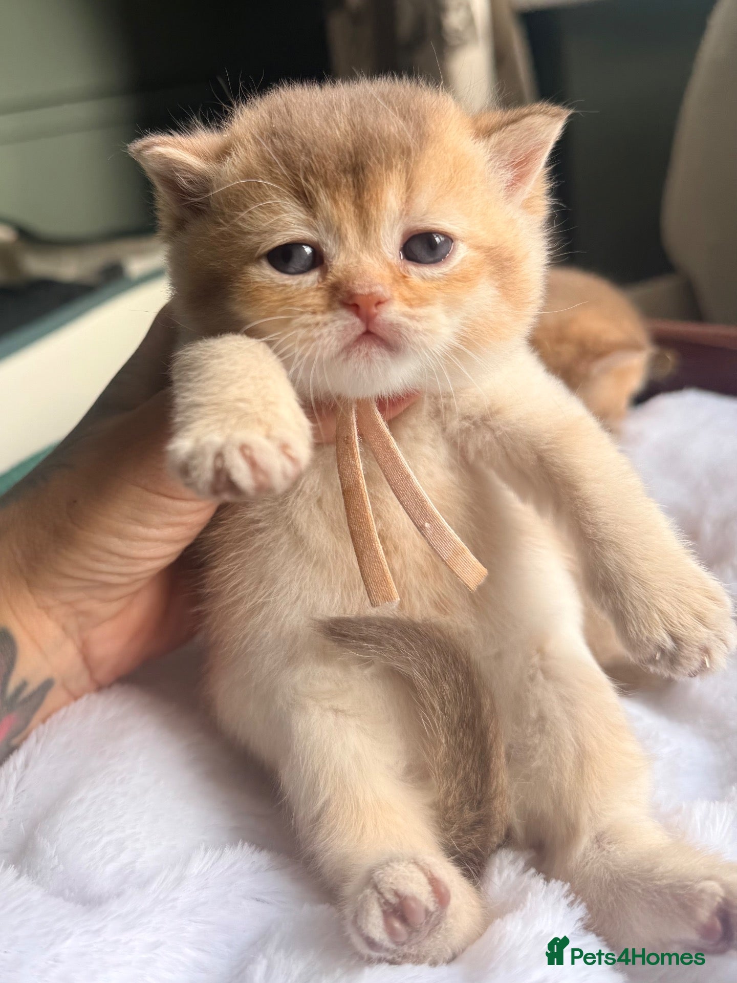 British Shorthair cats 6 gorgeous golden chocolate litter  - Advert 8