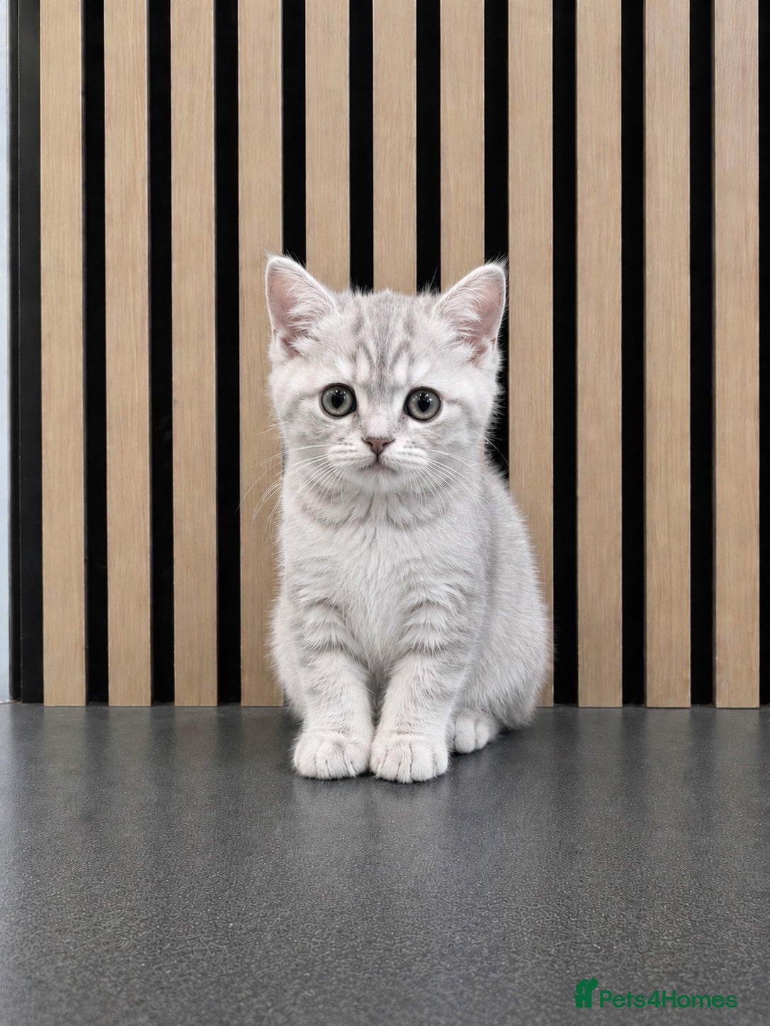 British Shorthair cats British short hair kittens - Advert 2